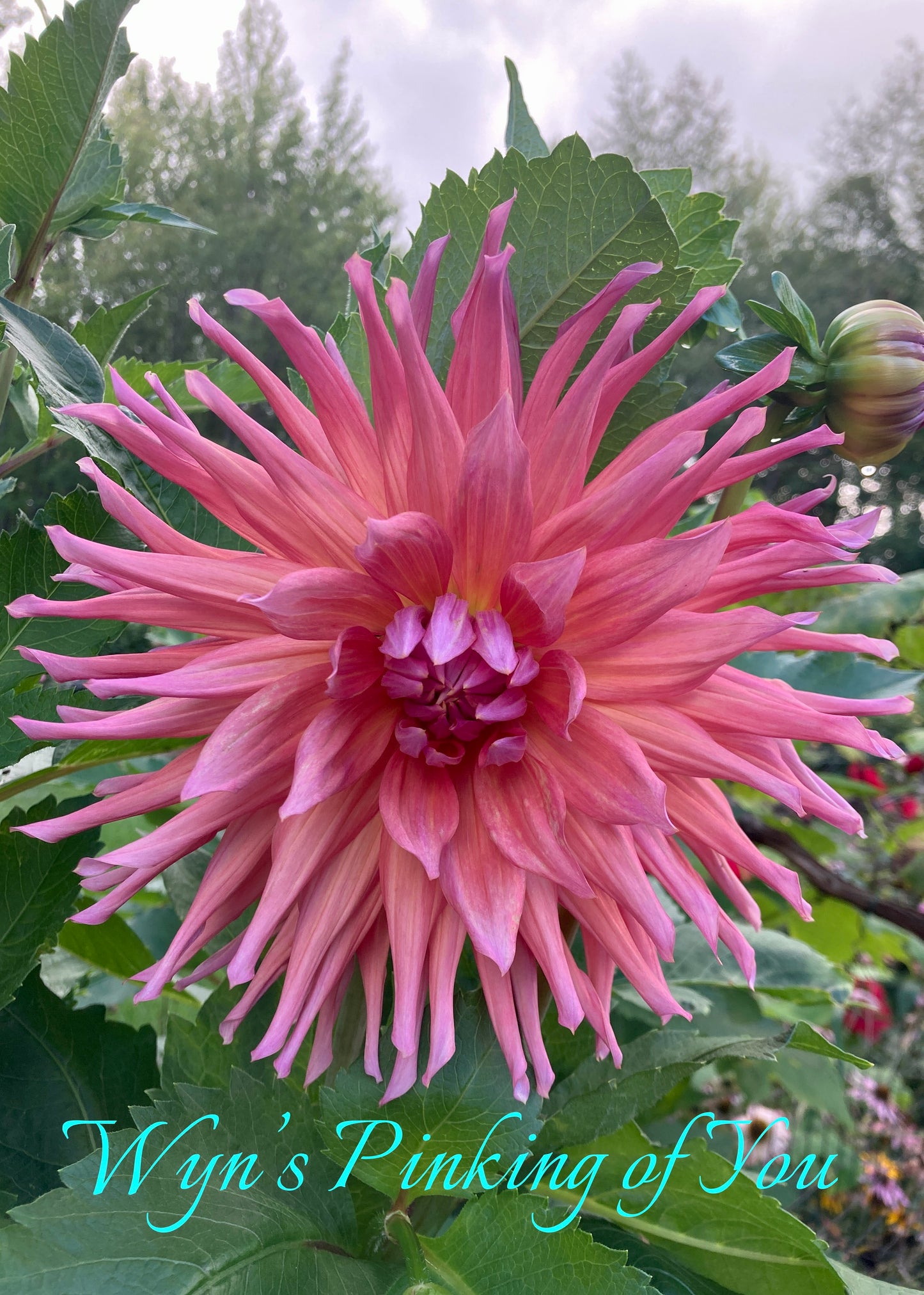 Wyn's Pinking Of You