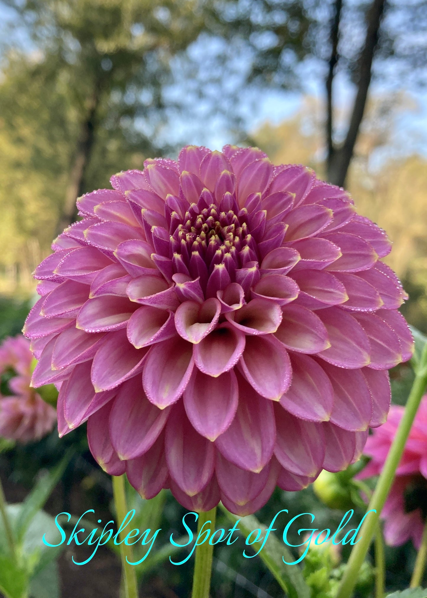 Skipley Spot of Gold