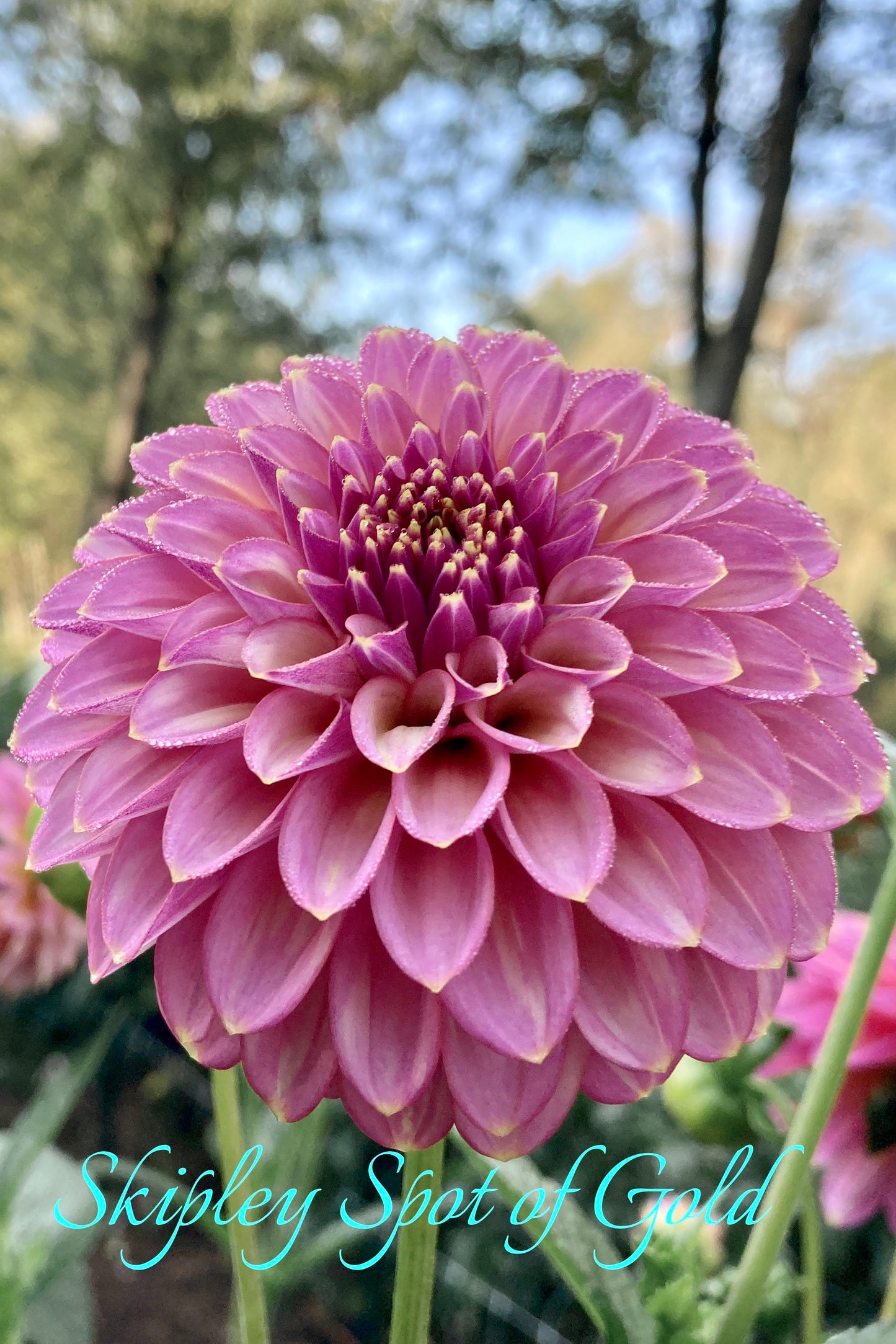 Skipley Spot of Gold