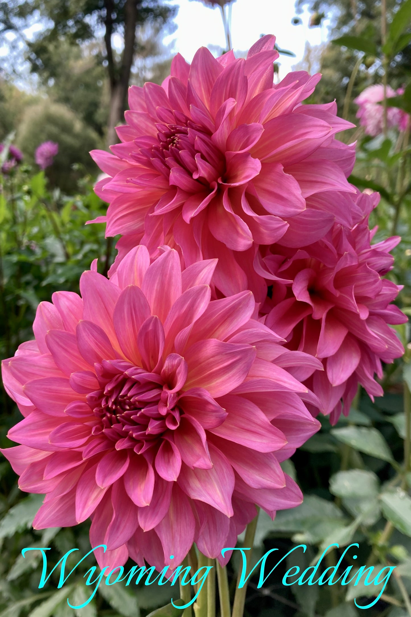 Wyoming Wedding