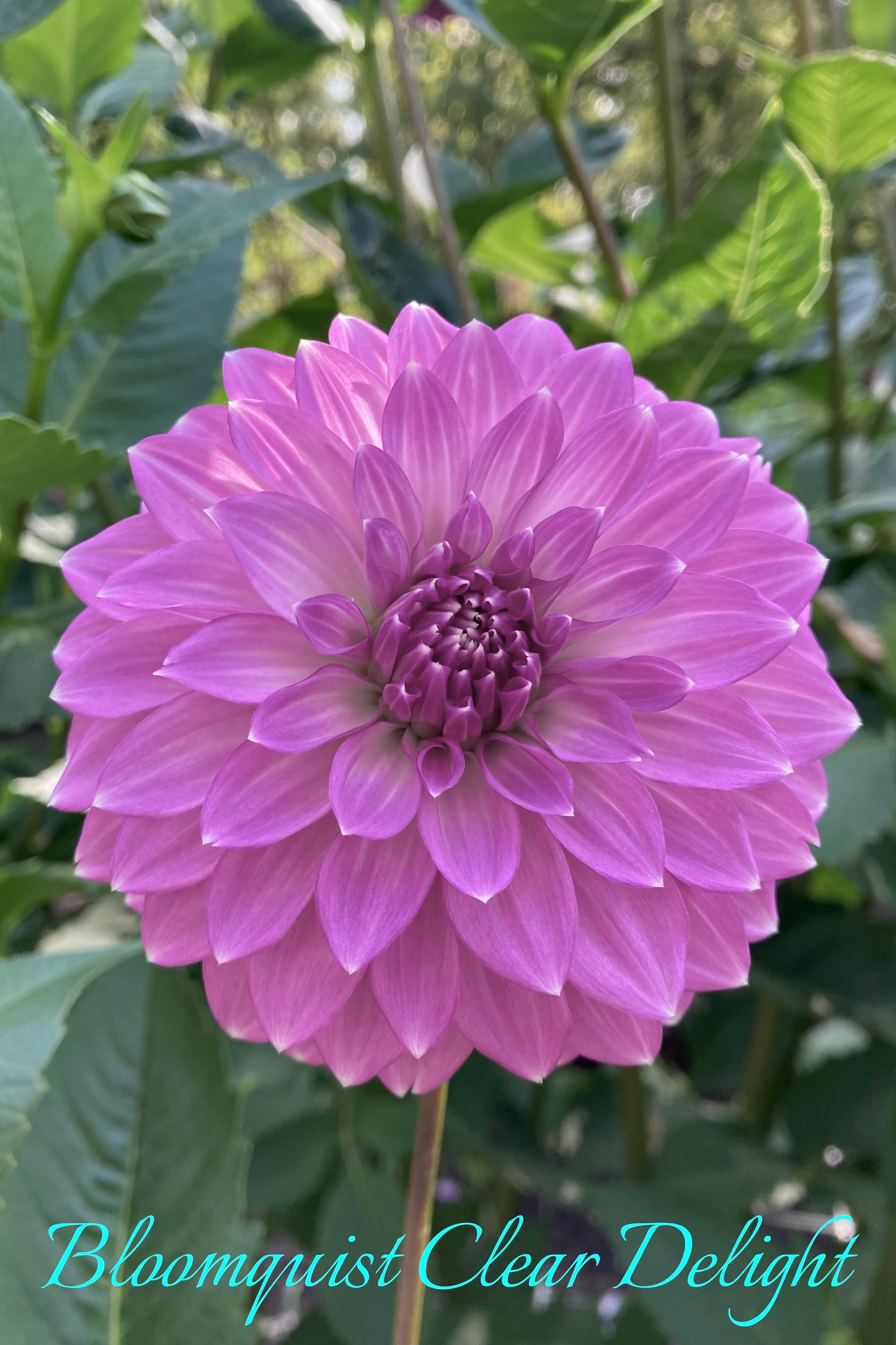 Bloomquist Clear Delight