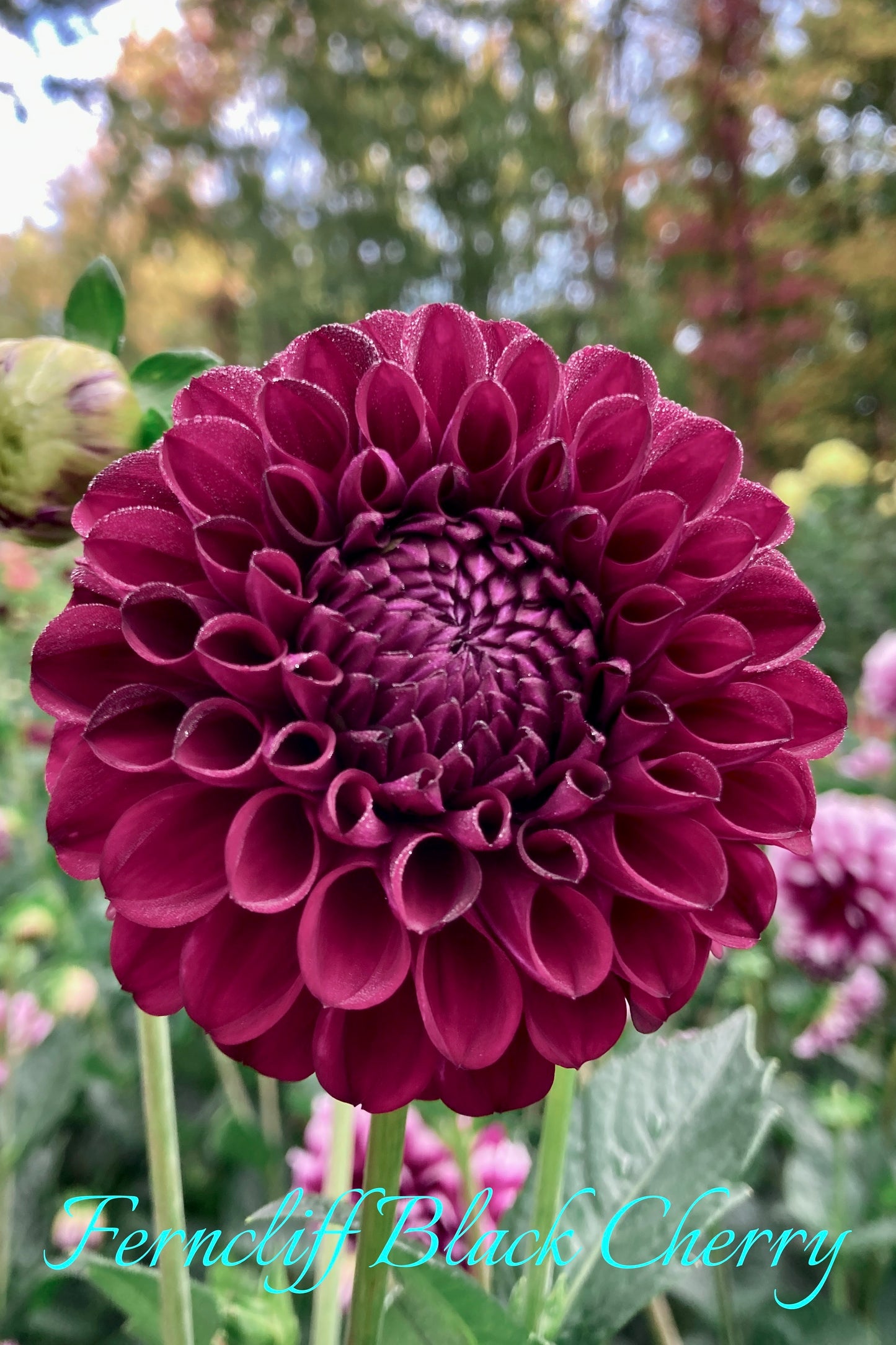 Ferncliff Black Cherry