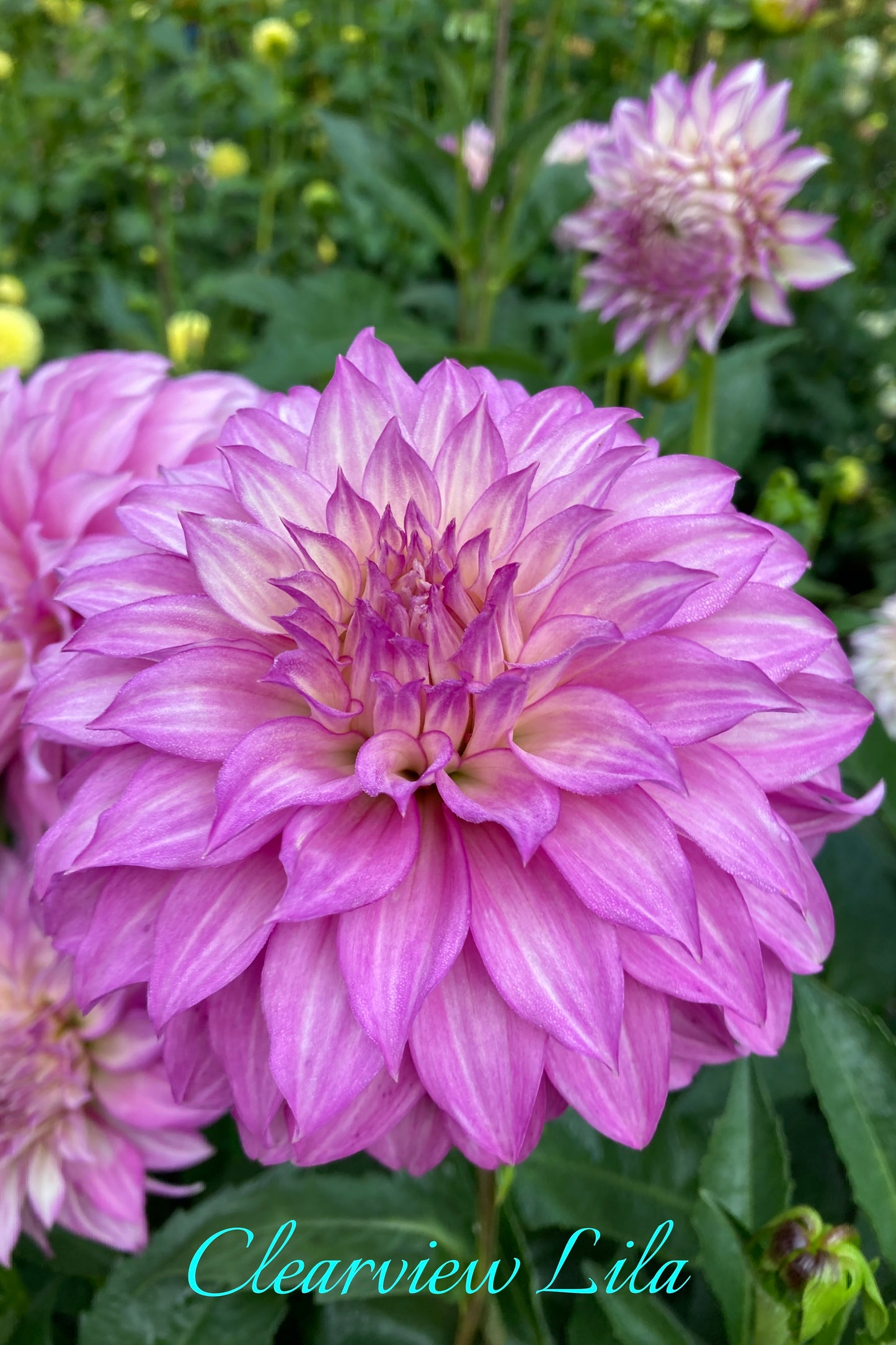 Clearview Lila