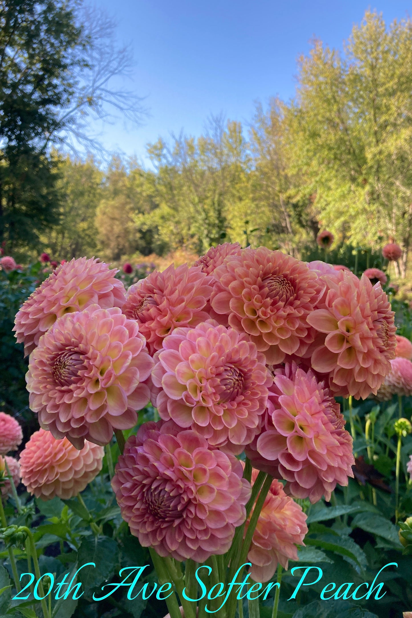 20th Ave Softer Peach