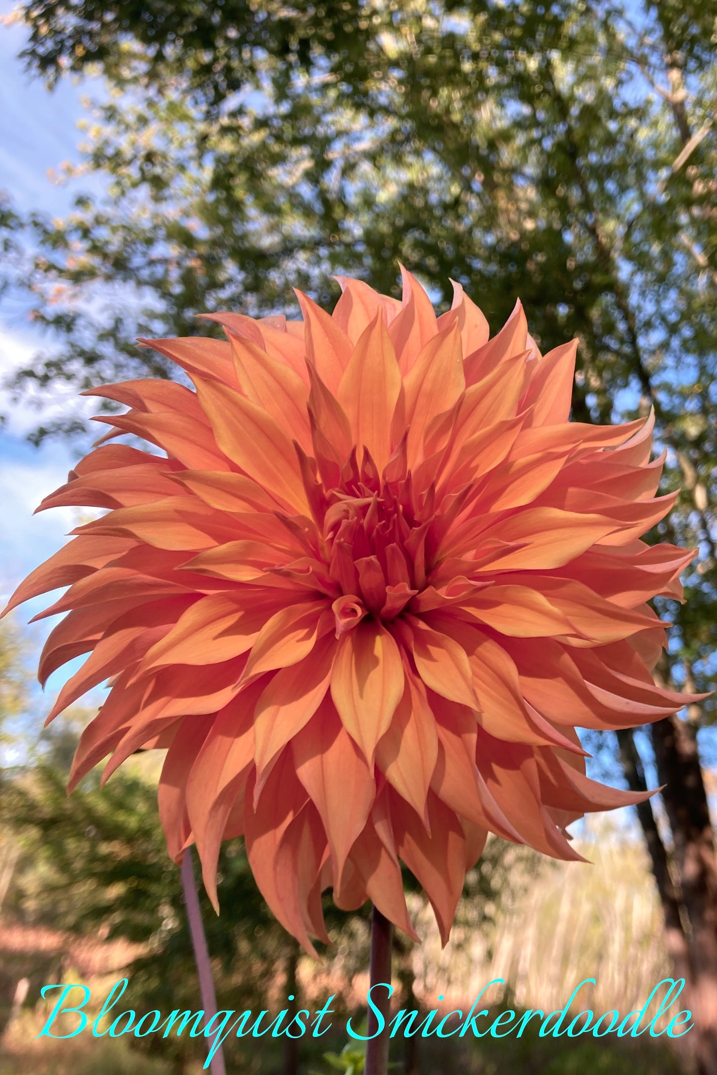 Bloomquist Snickerdoodle