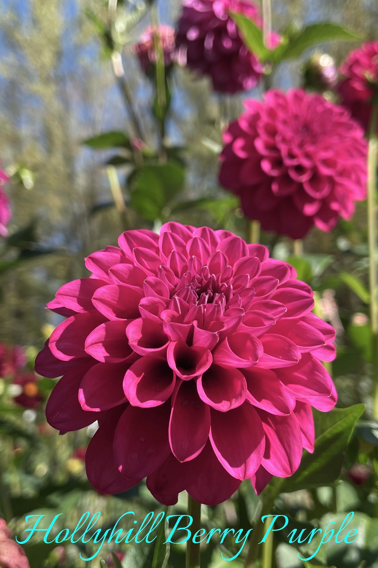 Hollyhill Berry Purple