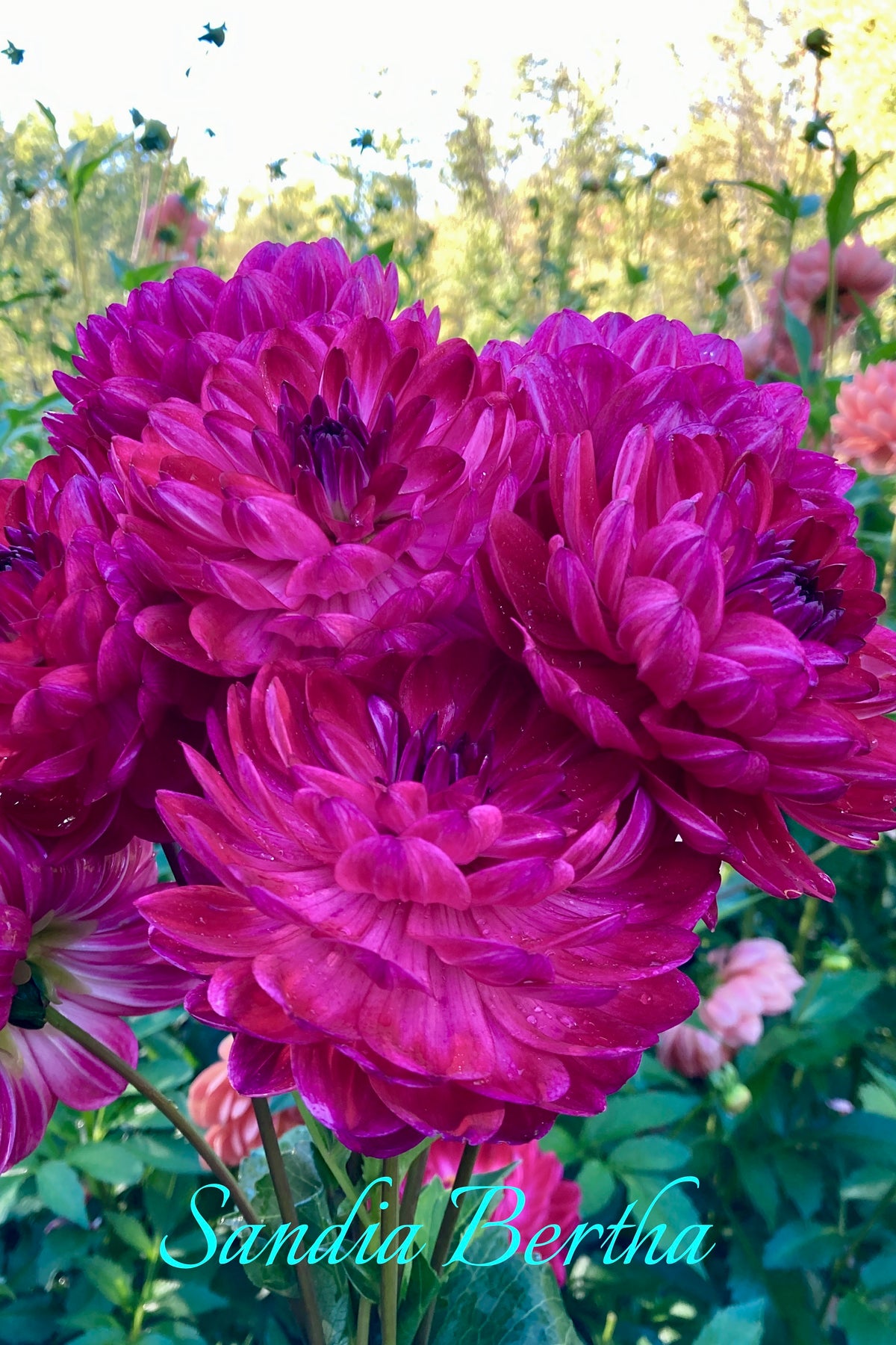 Sandia Bertha