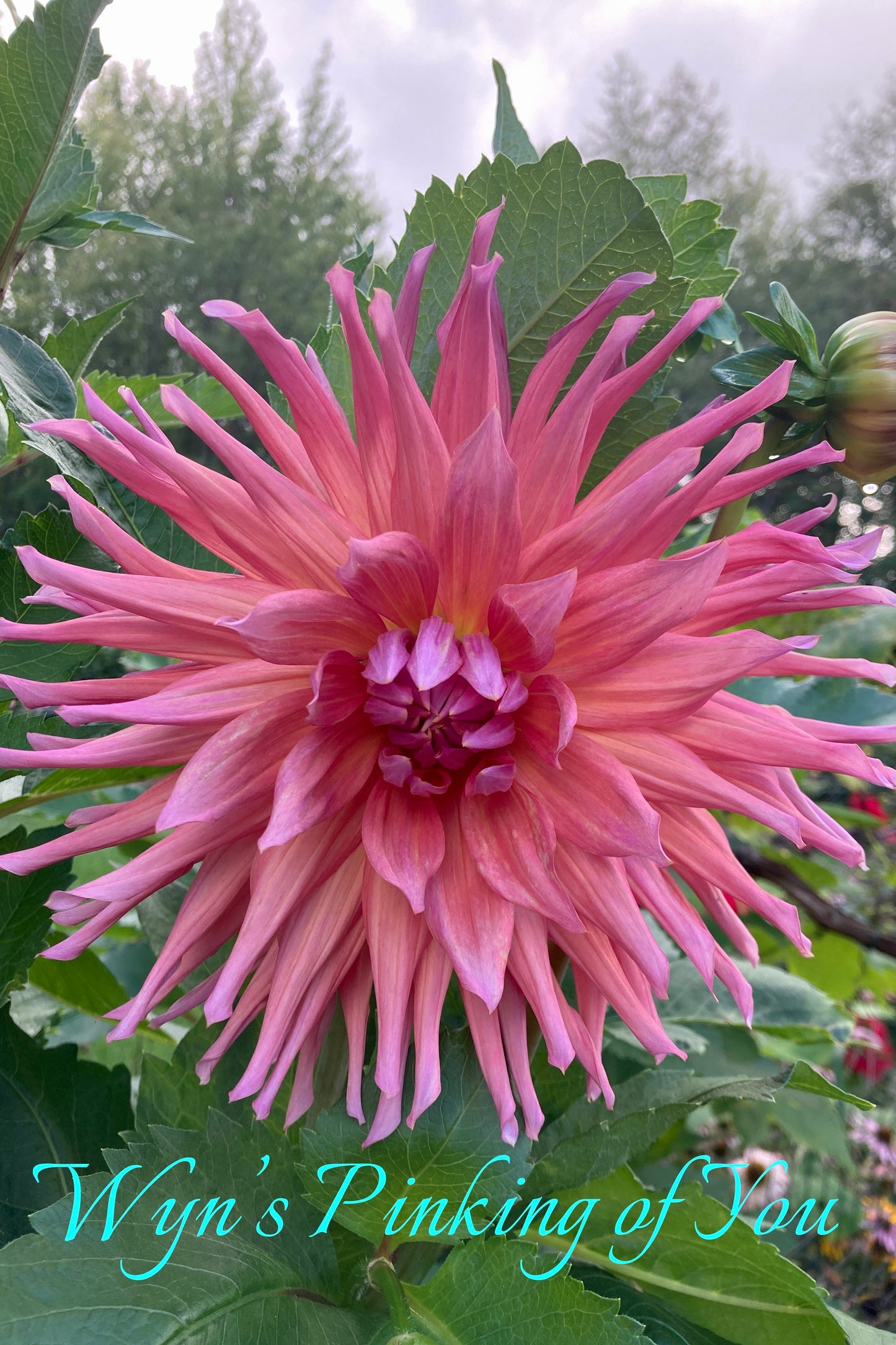 Wyn's Pinking Of You