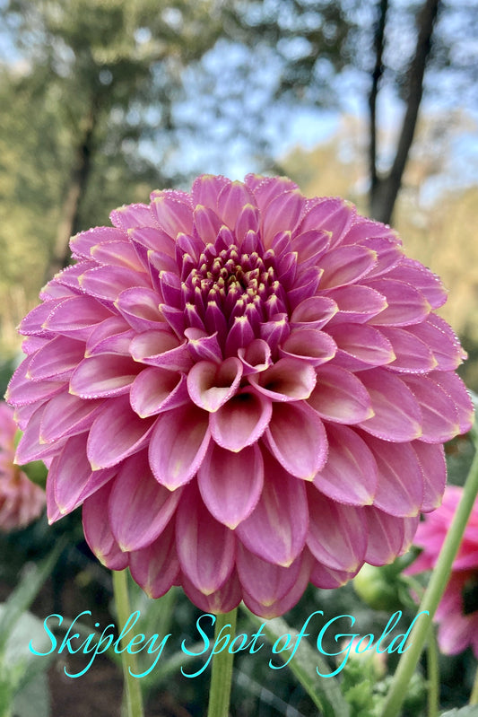 Skipley Spot of Gold