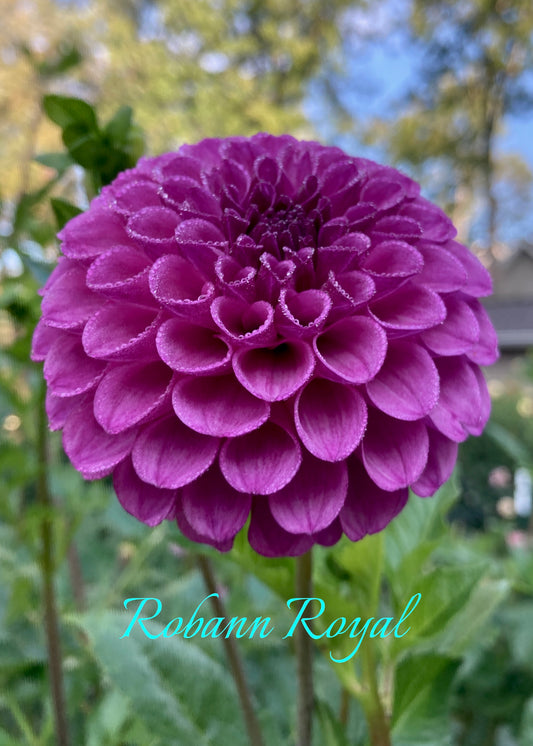 Robann Royal