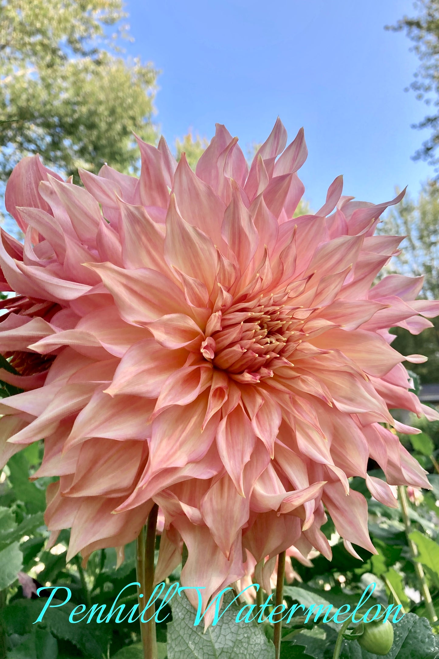 Penhill Watermelon