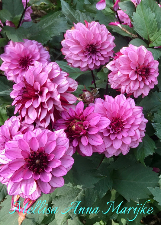 Melissa Anna Marijke