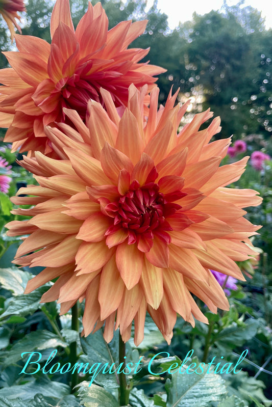 Bloomquist Celestial