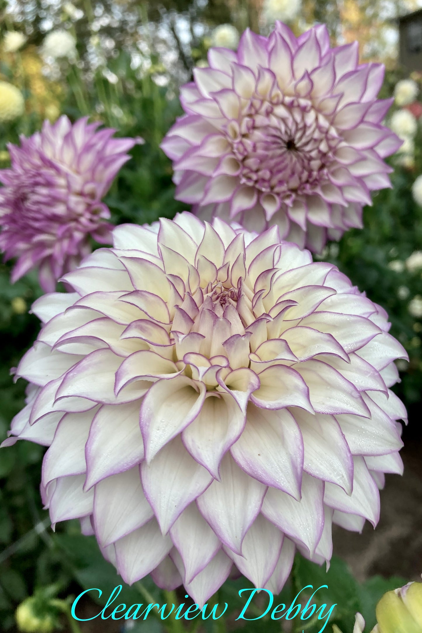 Clearview Debby