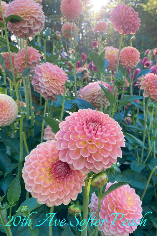 20th Ave Softer Peach