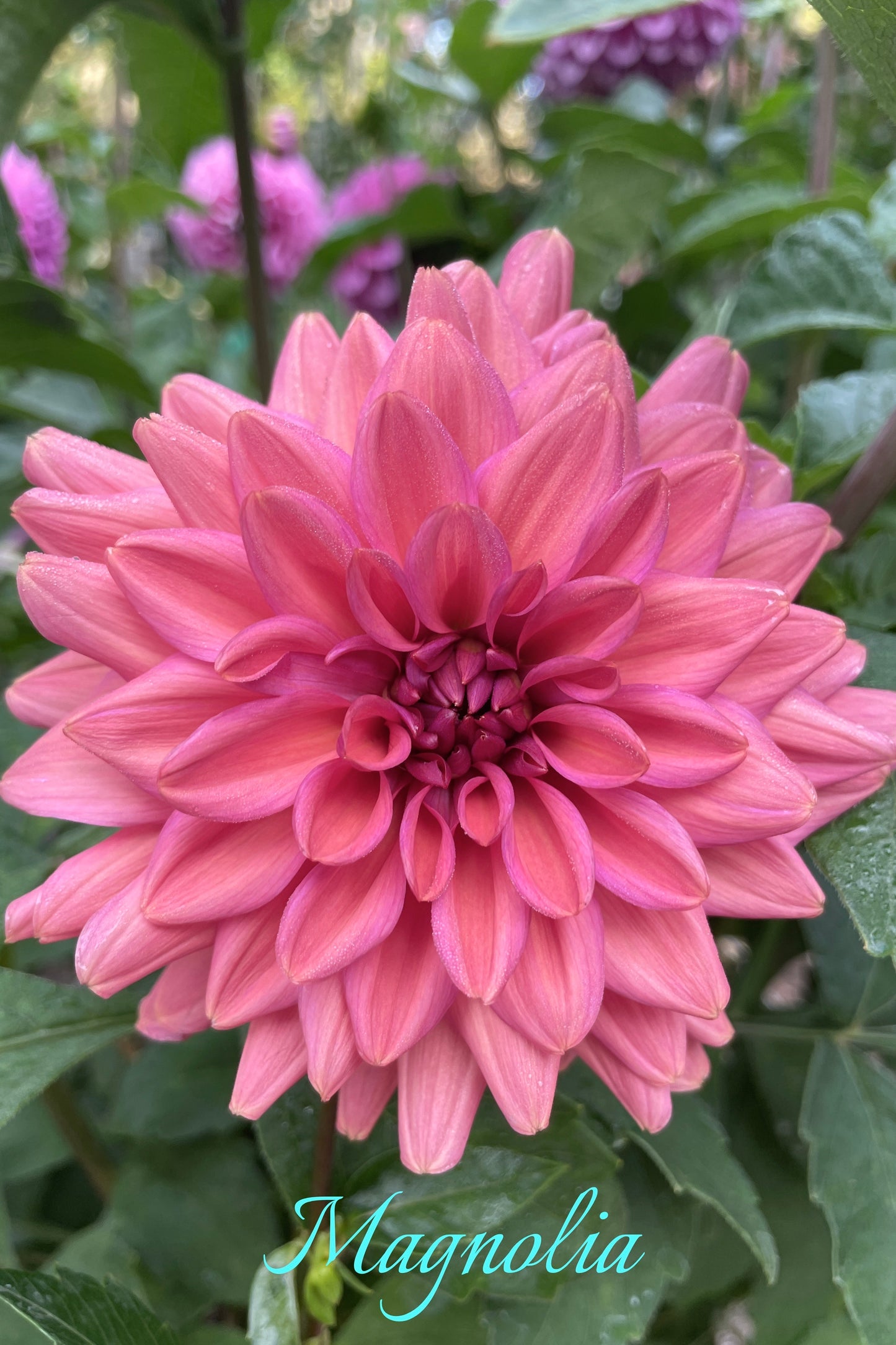 Magnolia