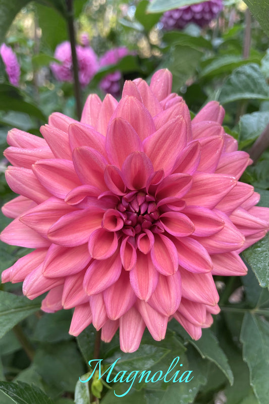 Magnolia
