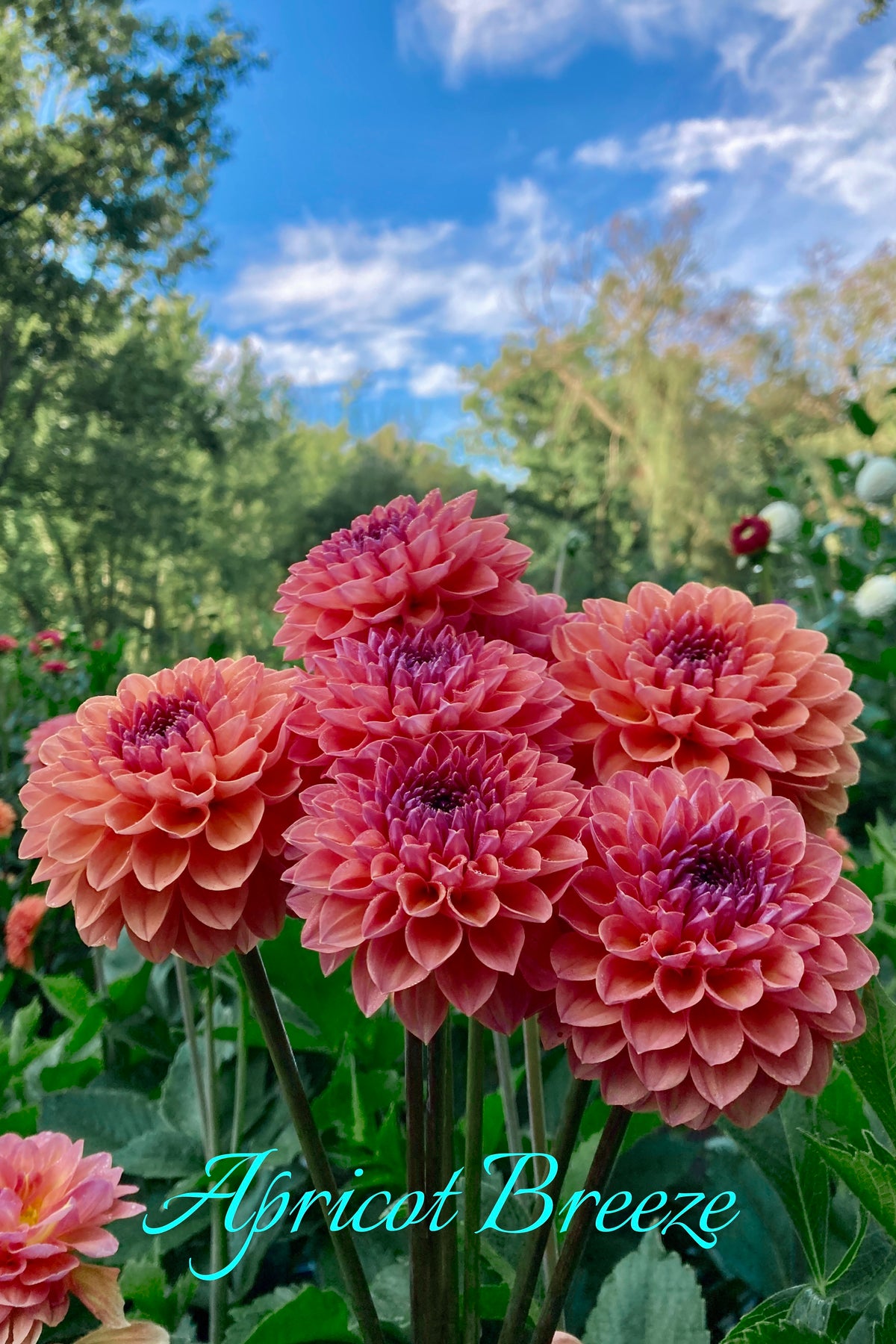 Apricot Breeze