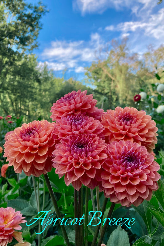 Apricot Breeze