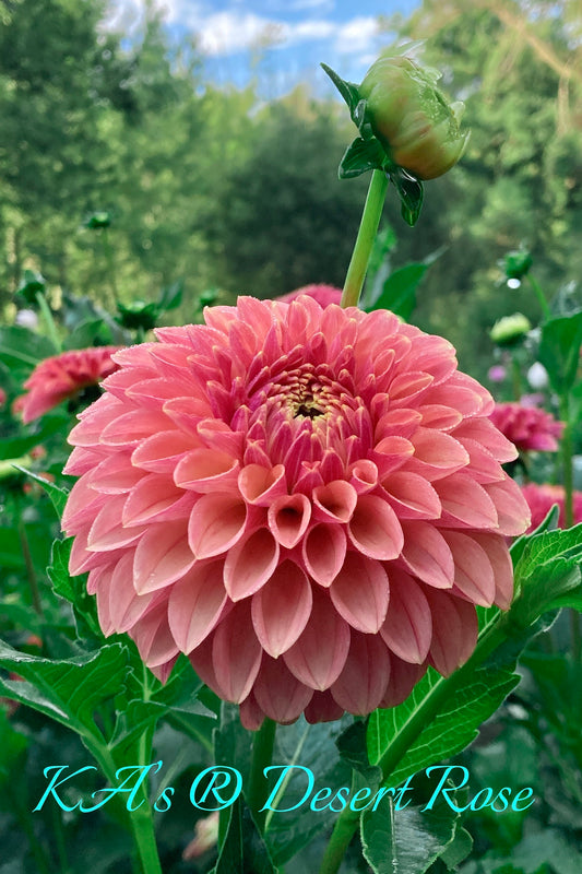 KA's® Desert Rose