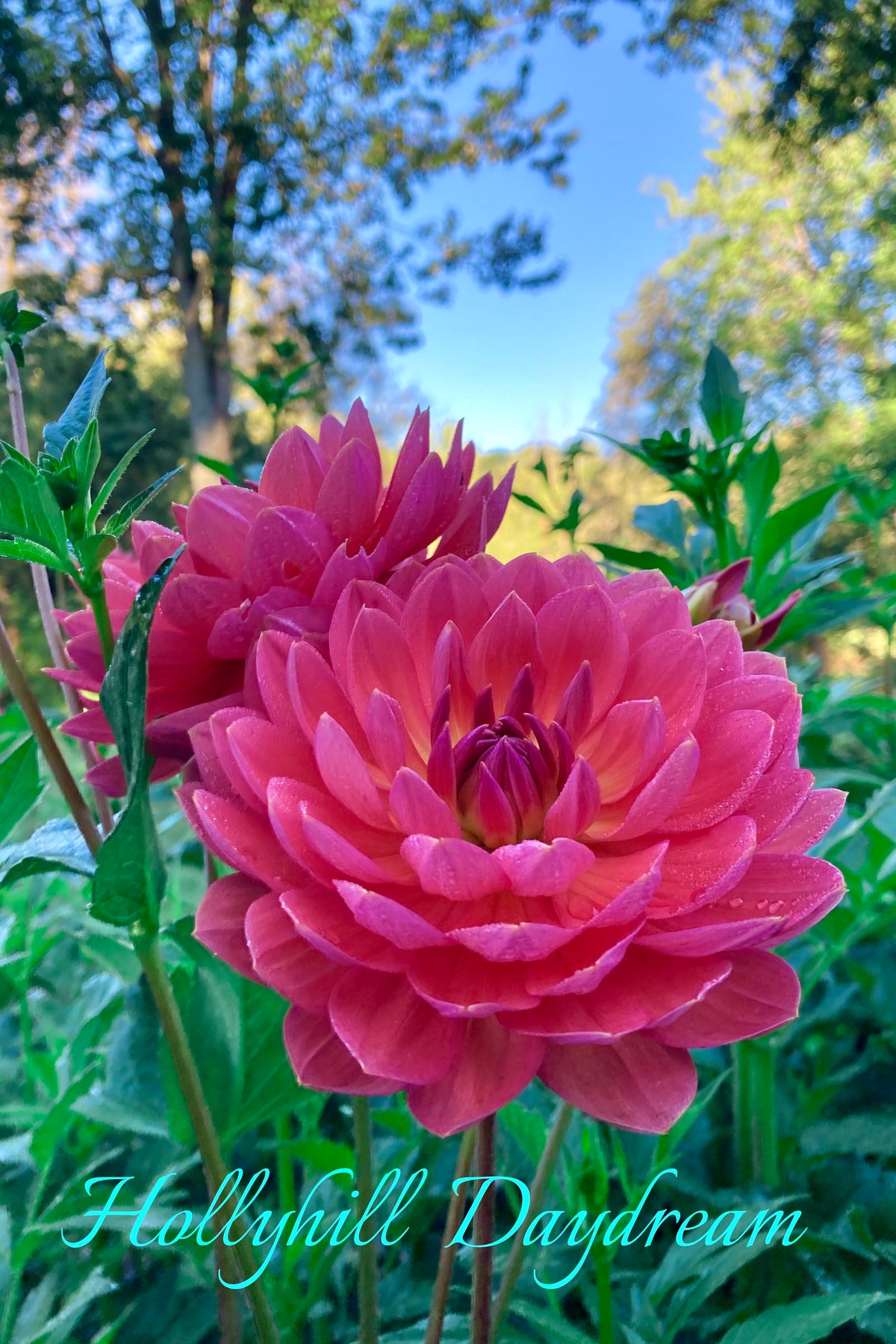 Hollyhill Daydream