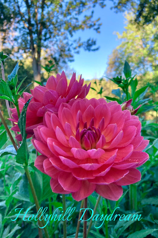 Hollyhill Daydream