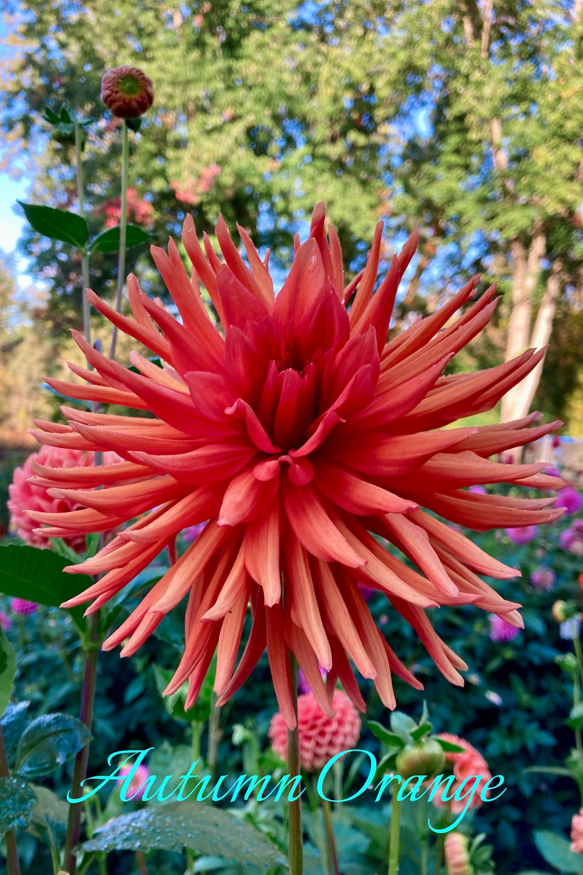 Autumn Orange