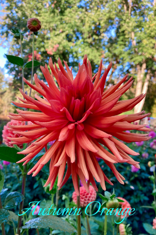 Autumn Orange